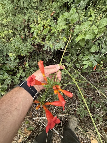American trumpet vine