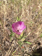 Clarkia williamsonii