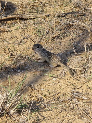 Rio Grande Ground Squirrel observed by rebunny102