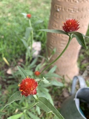 Gomphrena haageana