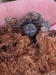 Bassaniana utahensis