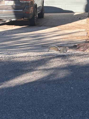 Arizona Gray Squirrel observed by kan00010
