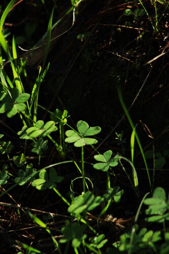 Bermuda buttercup