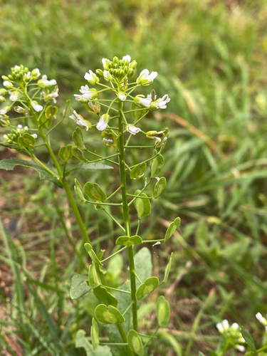 field penny-cress