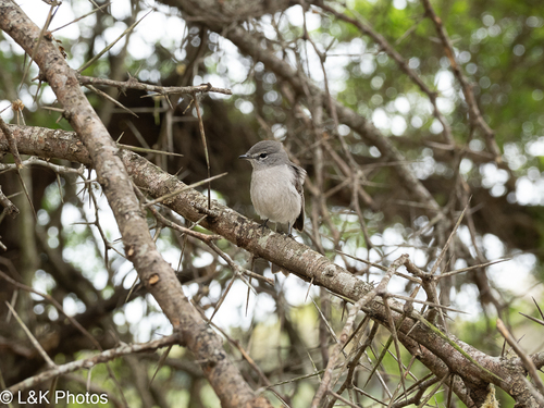 iNaturalist image