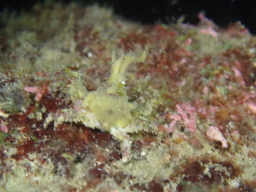 Menaethius monoceros observed 2026-10-01
