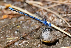 Argia agrioides