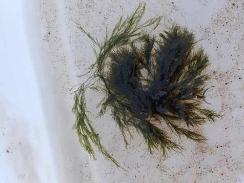 Cladophora observed 2026-10-10