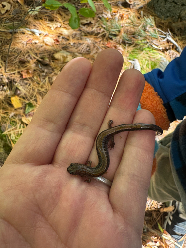 Eastern Red-backed Salamander