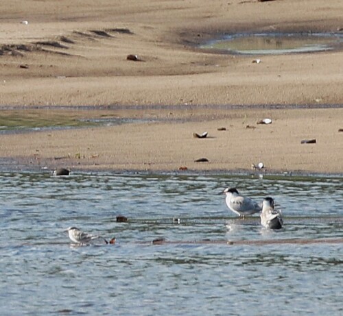 iNaturalist image