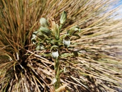 Chloraea cylindrostachya