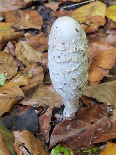 Shaggy Mane