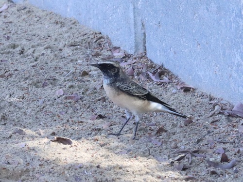 iNaturalist image