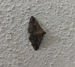 Toxonprucha repentis