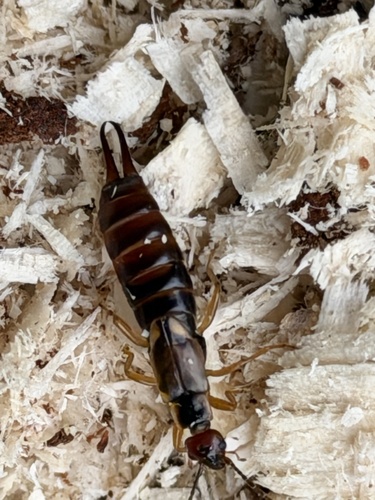 European Earwig