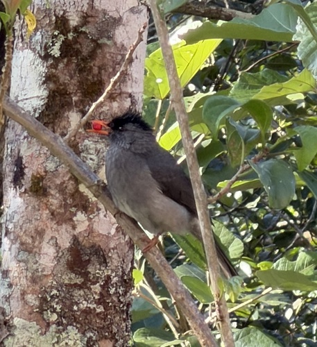 Hypsipetes madagascariensis, 2026-09-26