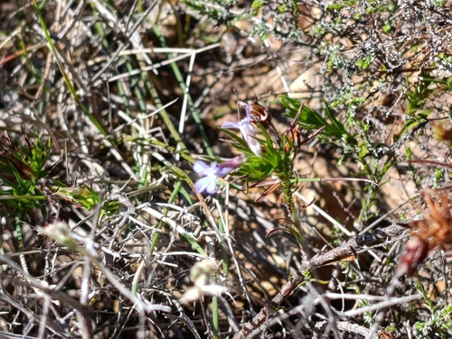 Lobelia pinifolia, 2026-10-10