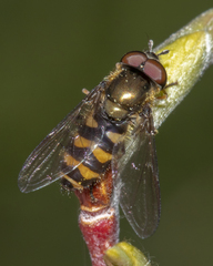 Parasyrphus genualis