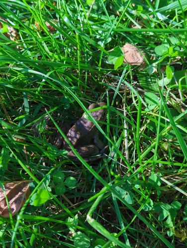 Green Frog