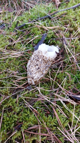 common stinkhorn