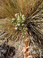 Chloraea cylindrostachya