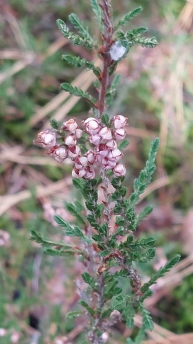 common heather