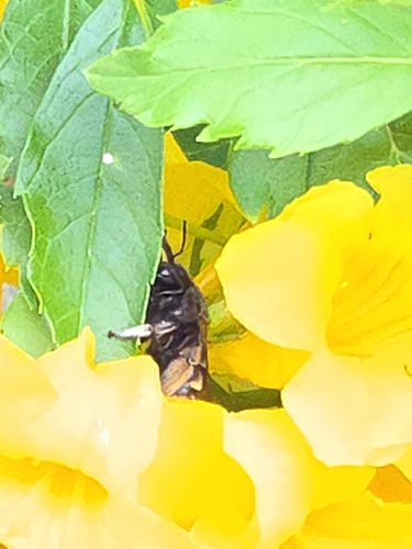 Horse-fly Carpenter Bee