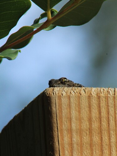 Moorish Gecko