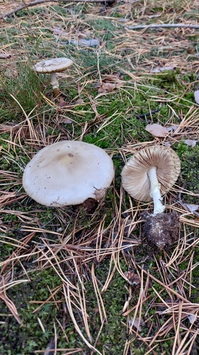False Death-cap