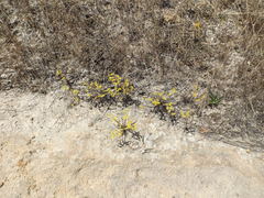 Dudleya multicaulis