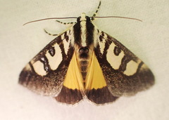Neotuerta lycaon