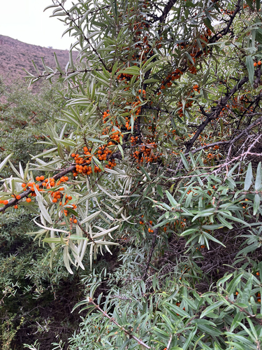 Sea-buckthorn