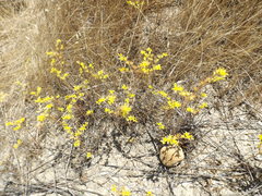 Dudleya multicaulis