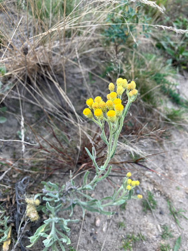 Dwarf Everlasting