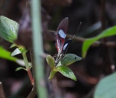 Erateinini