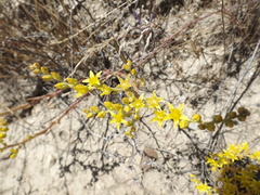 Dudleya multicaulis