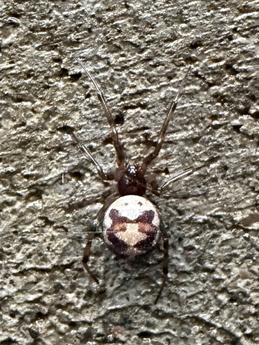 Triangulate Combfoot
