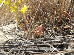 Dudleya multicaulis