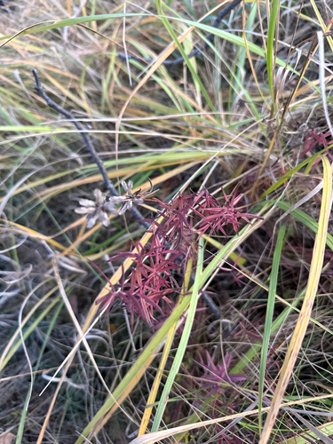 Dracocephalum ruyschiana, 2026-10-10