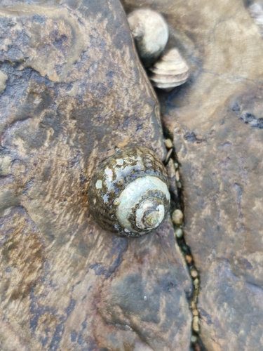 Tegula rustica observed 2026-10-10