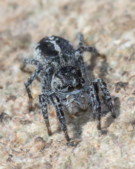 Pellenes peninsularis