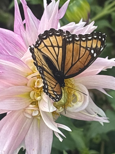 Viceroy