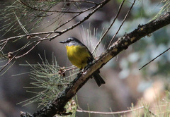 Eopsaltria australis australis