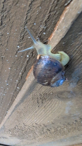 Garden Snail