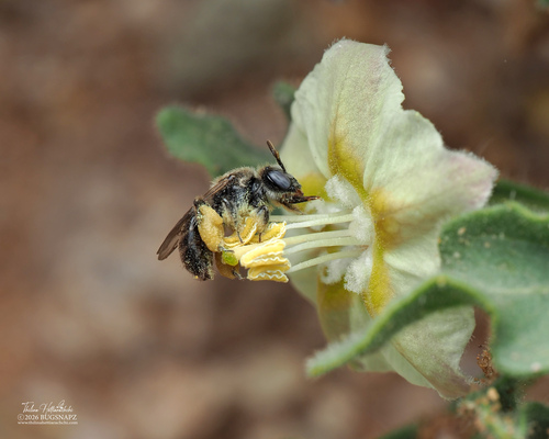 Calliopsis callops