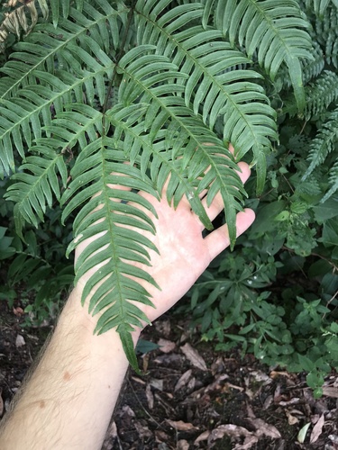 Pteris terminalis observed 2026-08-05