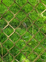 Cardellina canadensis