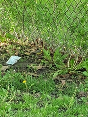 Cardellina canadensis