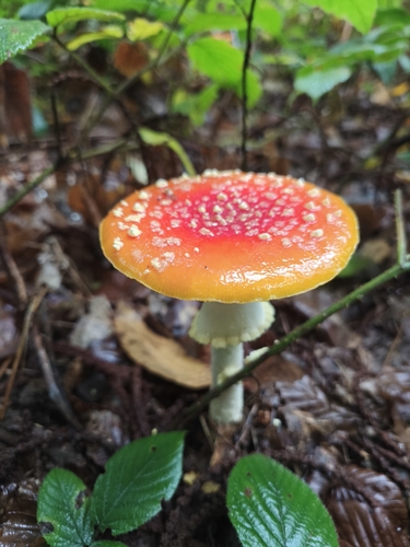 Fly Agaric