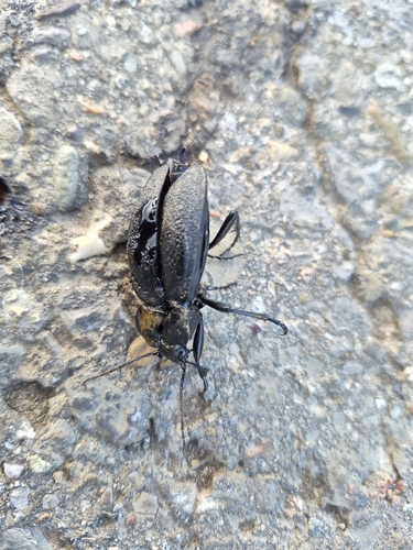 Leather Beetle
